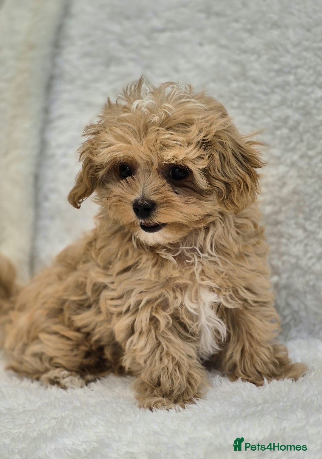 Maltipoo dogs for sale: Beautiful Teddy Bear Asian/Korean Maltipoo Puppy - Image 5