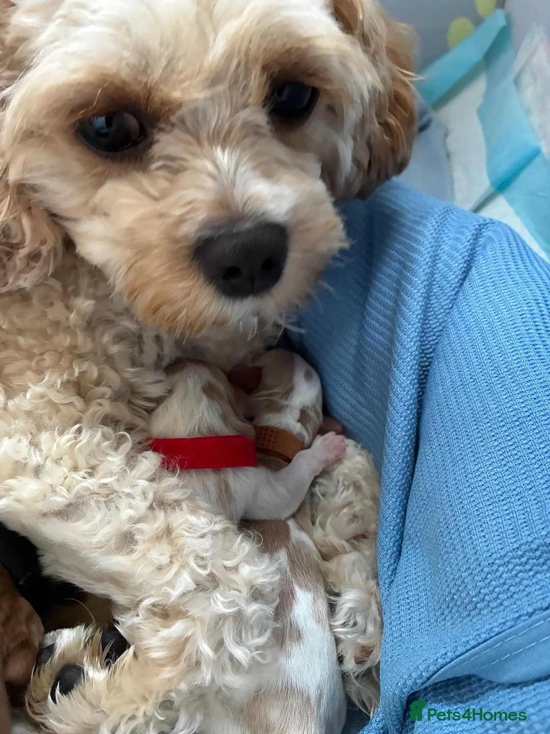 Cavachon dogs for sale: F1b Cavachon puppies in Burton-on-Trent - Advert 2