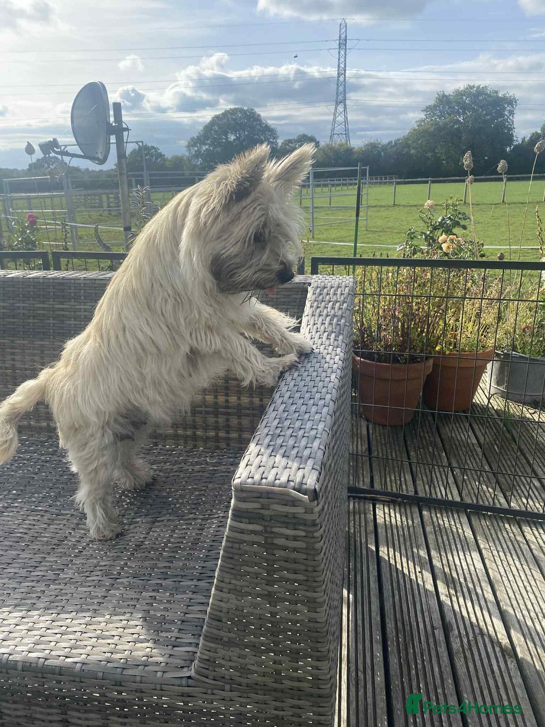 Cairn Terrier dogs for sale: KC reg Cairn Terrier puppies - Image 13