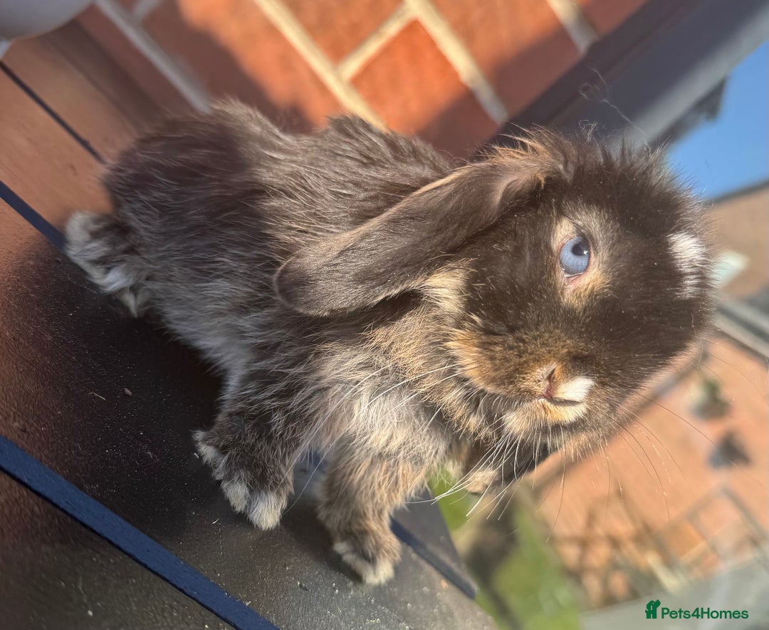 Totally Tiny Handled Daily Mini Lops 🥰 for sale in Leeds | Pets4Homes