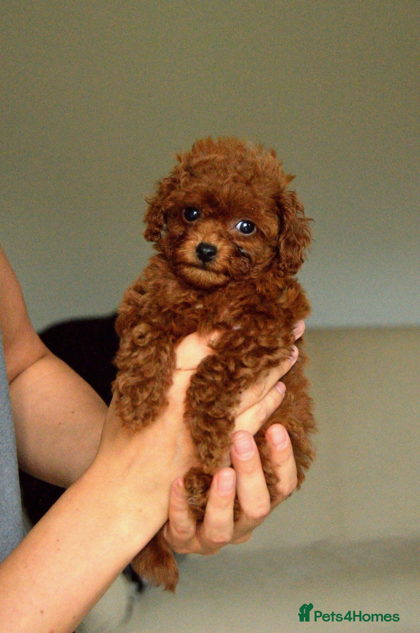 Toy Poodle dogs KC Registered Toy Poodles– Mum & Asian Import Sire - Advert 2