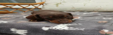 Miniature Dachshund 2