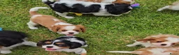 Cavalier King Charles Spaniel dogs for sale: Cavalier King Charles Spaniel Puppies Available - Advert 12