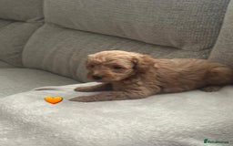 Schnoodle dogs for sale: 5 Adorable Schnoodle Puppies ❤️🩷💚💙🧡 - Image 19