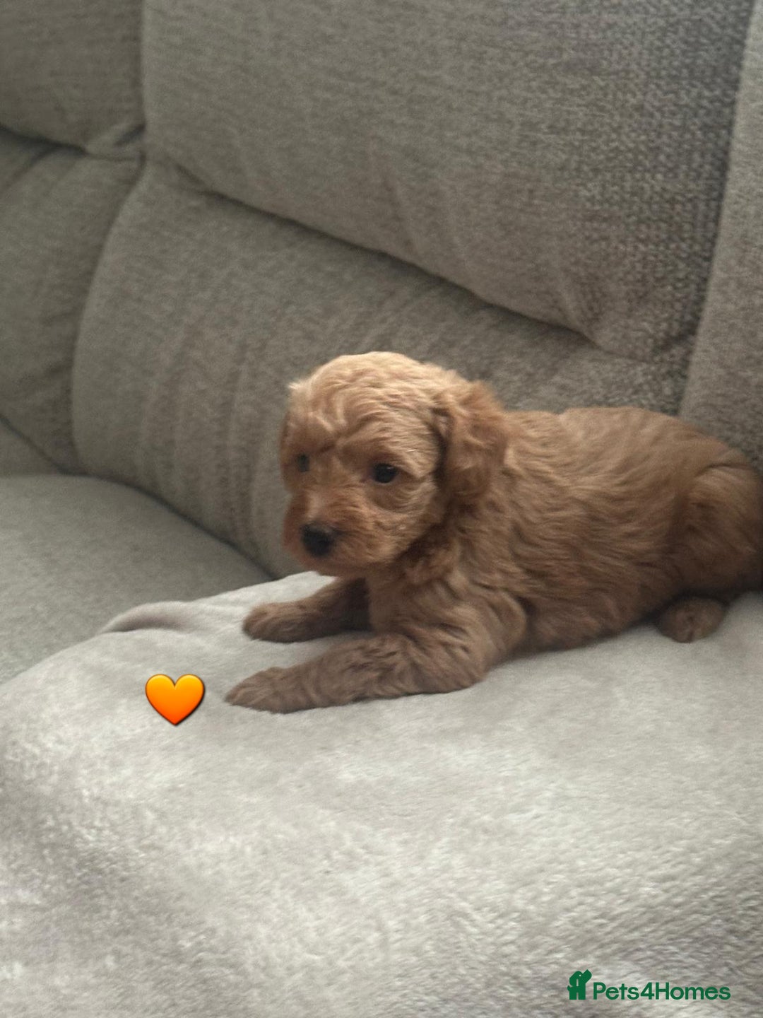 Schnoodle dogs for sale: 5 Adorable Schnoodle Puppies ❤️🩷💚💙🧡 - Image 19