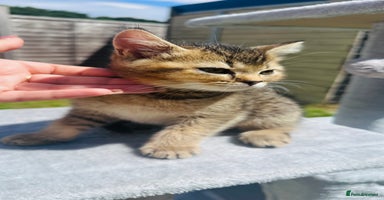 British Shorthair cats - Advert 16