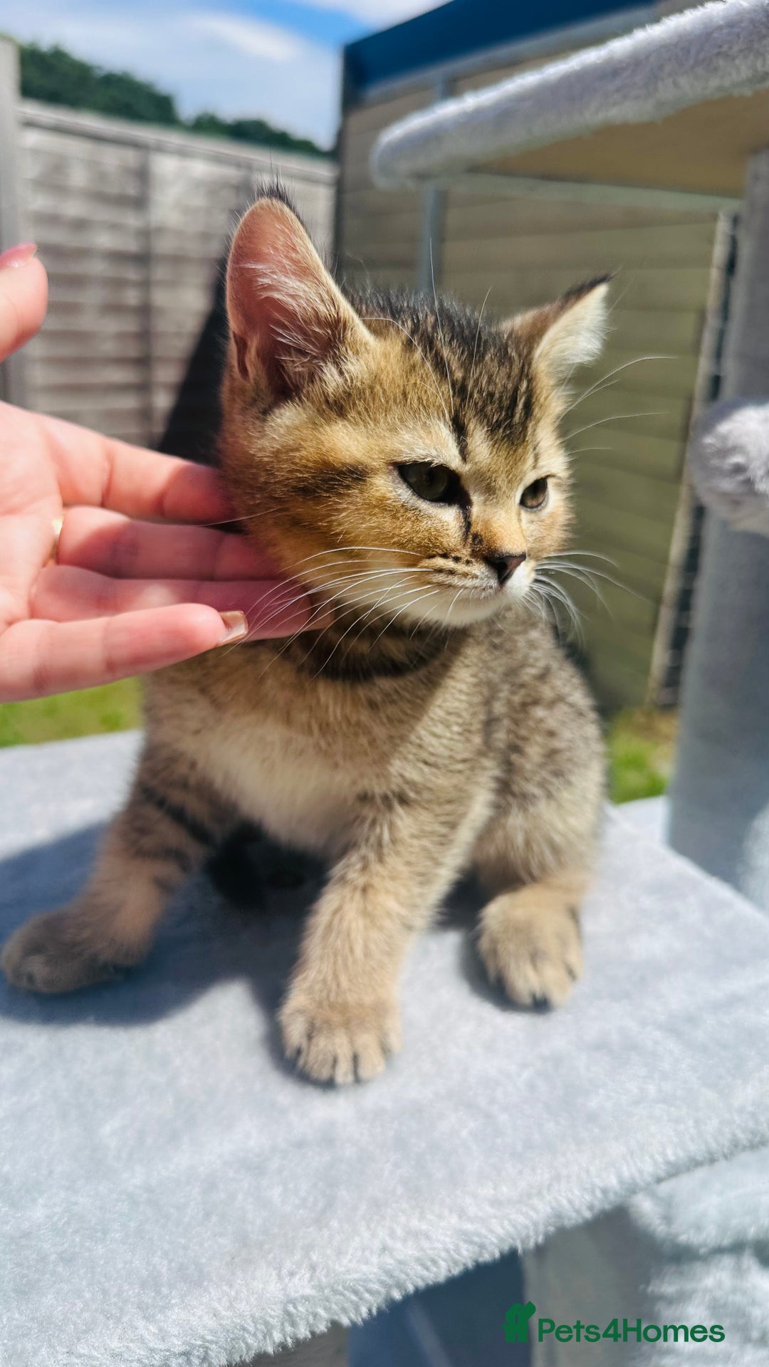 British Shorthair cats for sale: British Shorthair kitten  ONLY ONE BOY AVAILABLE  - Image 4