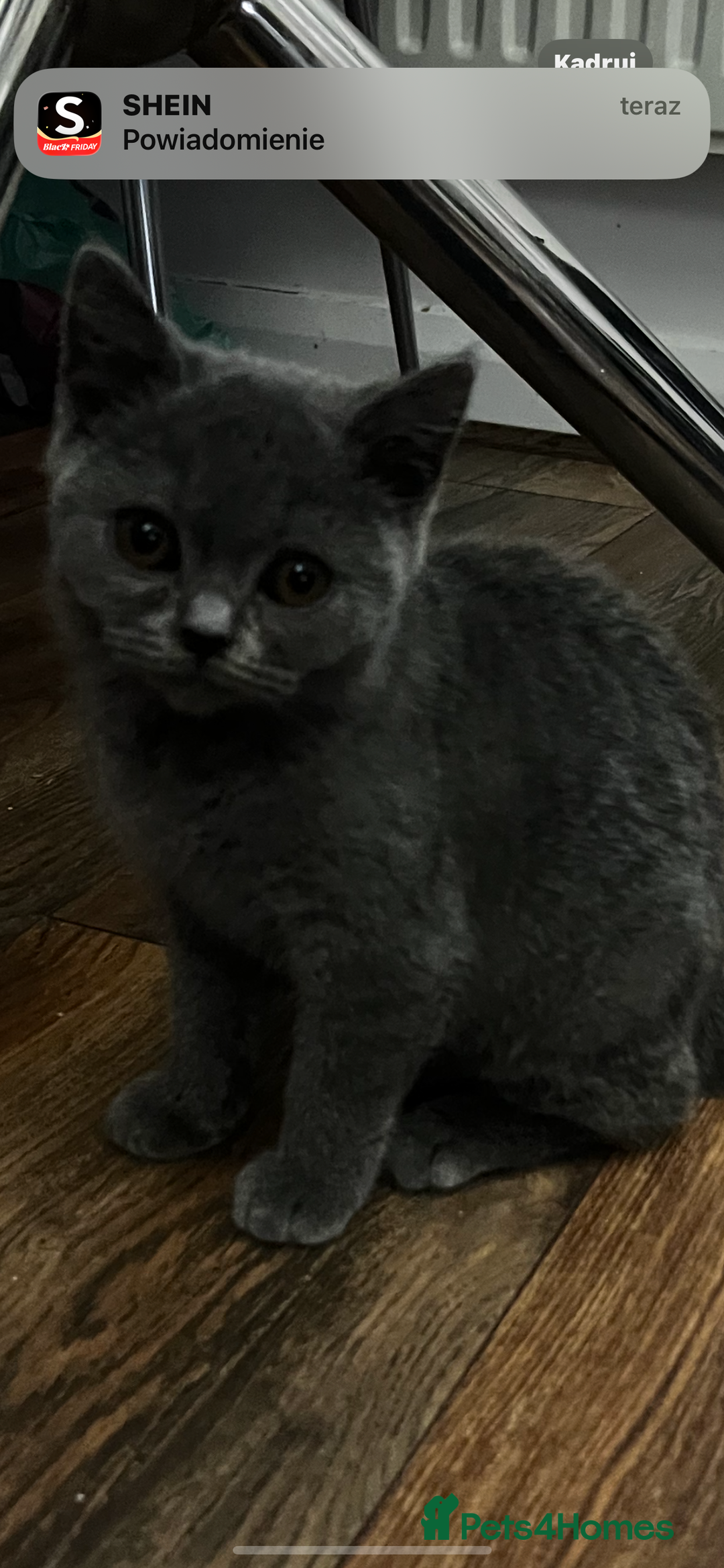 British Shorthair cats for sale: Last 2 stunning kittens BSH ready now - Advert 1