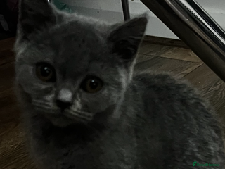 British Shorthair cats Last 2 stunning kittens BSH ready now - Advert 1