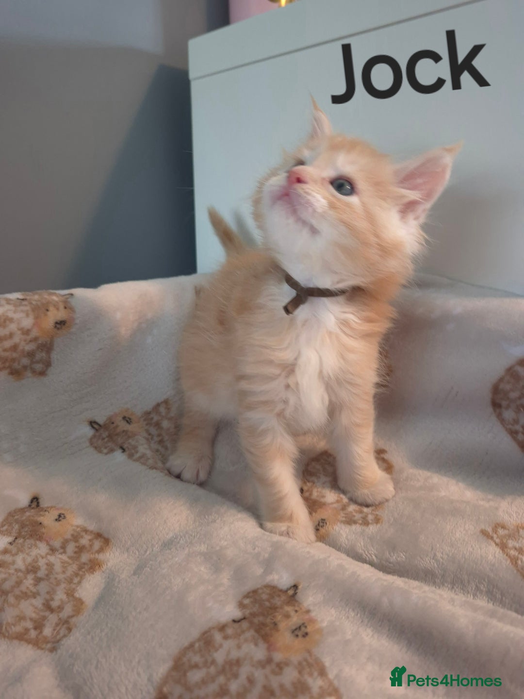 Maine Coon cats for sale: Gorgeous maine coon kittens - Image 17