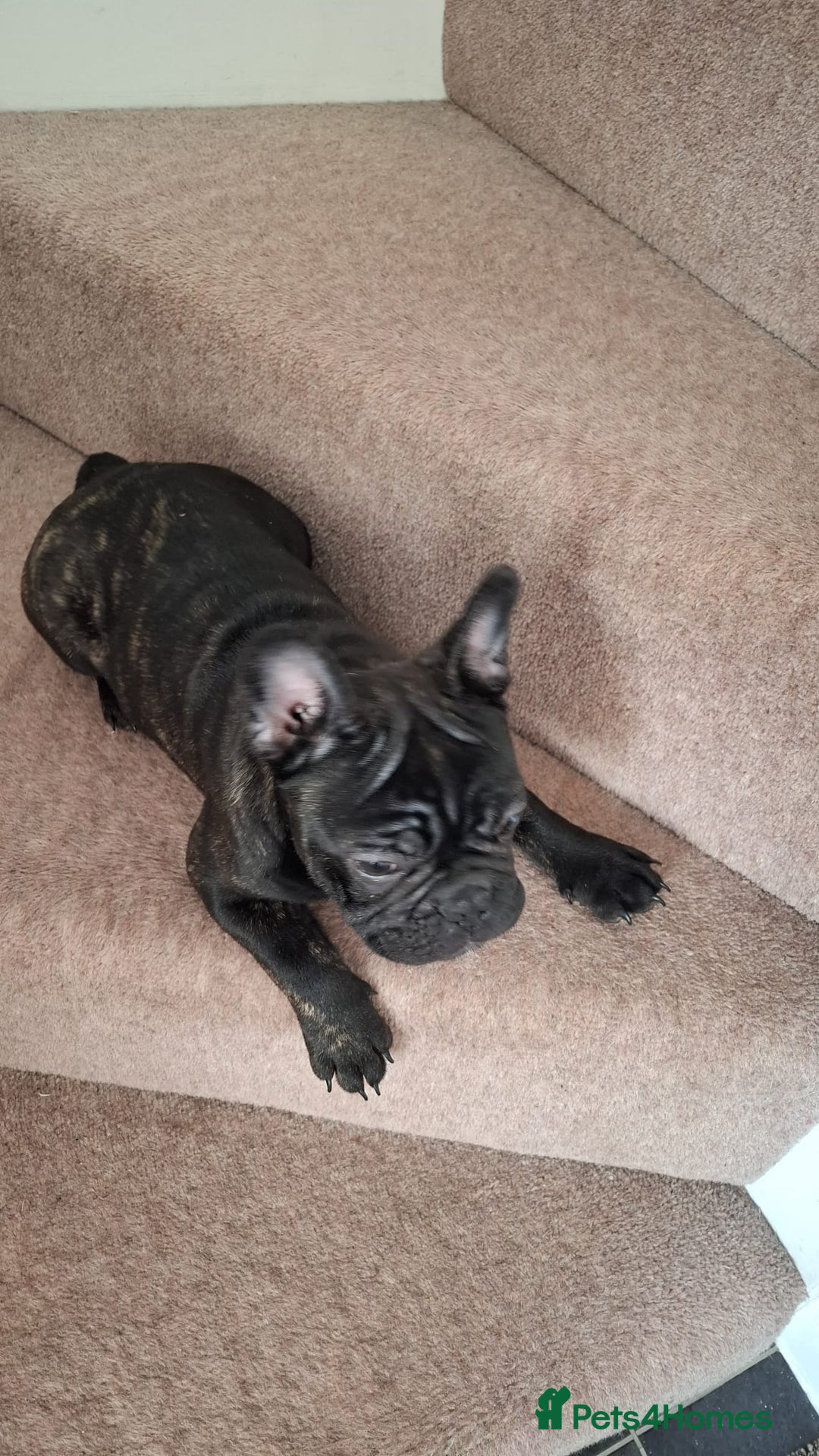 French Bulldog dogs for sale: READY TO LEAVE! An adorable puppy for sale!! 🐶💕 - Advert 3