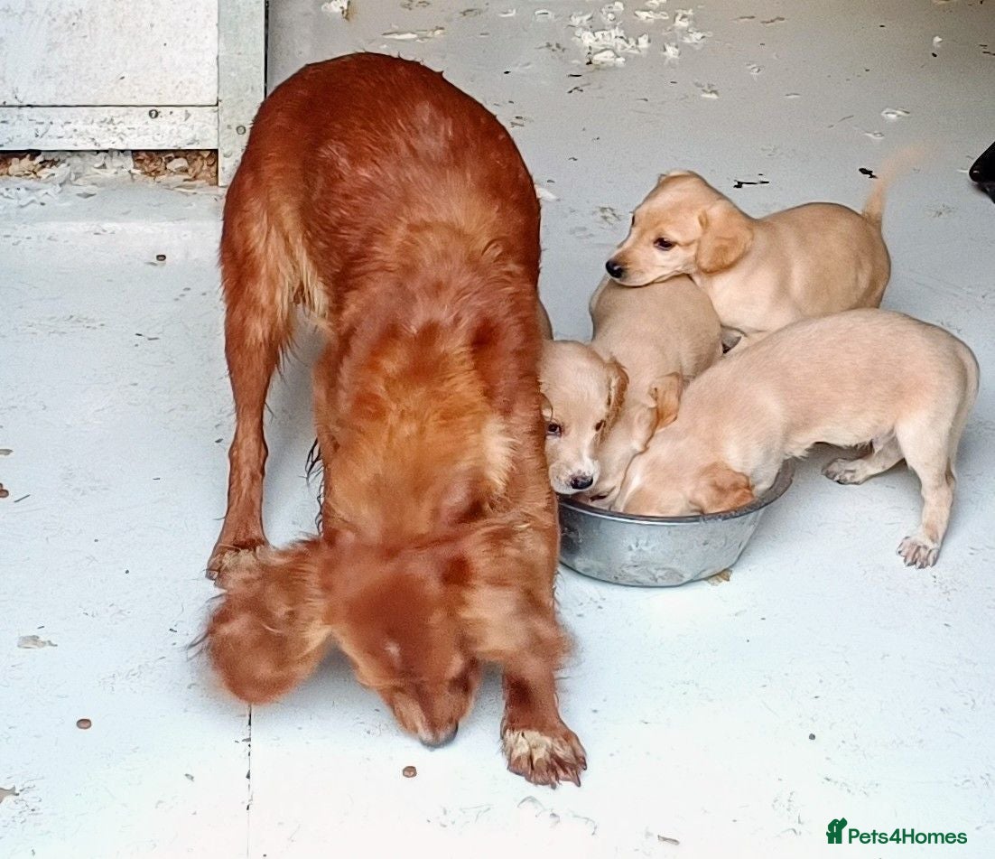 Mixed Breed dogs Cocker spaniel x lurcher - Advert 2