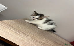 Ragdoll cats for sale: Beautiful main coon X ragdoll kittens - Image 9