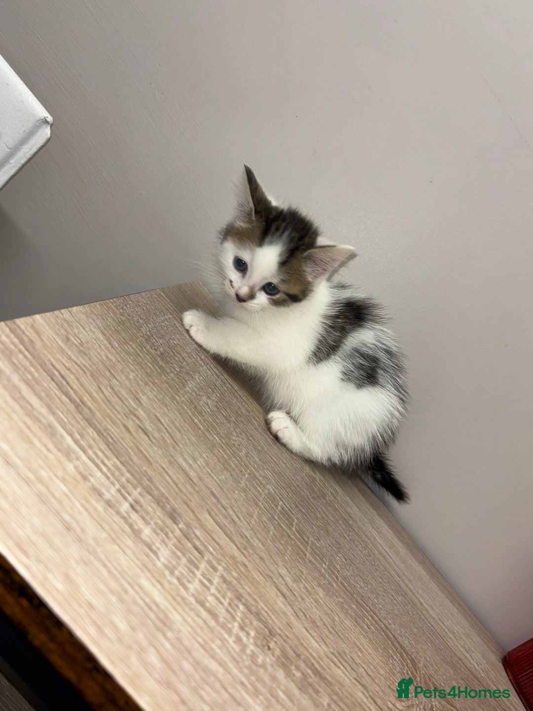 Ragdoll cats for sale: Beautiful main coon X ragdoll kittens - Image 9