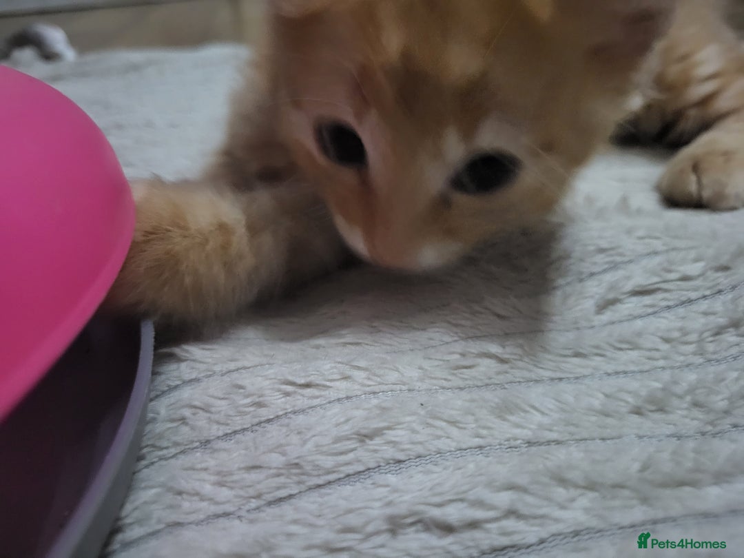Mixed Breed cats for sale: 2 Beautiful Ginger Male Kittens.  - Image 4