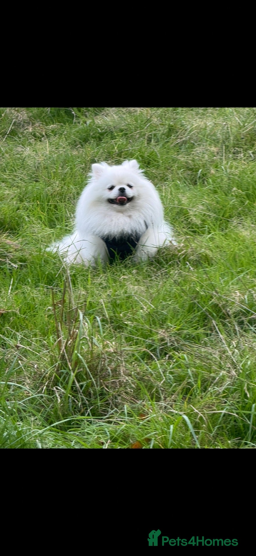 Pomeranian dogs Incredible Teddy Bear Pom Girl One in a Million  - Advert 2