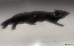 Mixed Breed cats for sale: Male kitten - Image 5