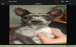 Mixed Breed dogs for sale: Buddy…. Frenchie cross Jack chi - Image 3