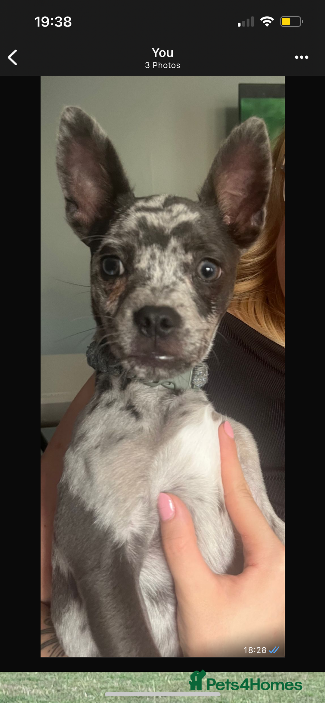 Mixed Breed dogs for sale: Buddy…. Frenchie cross Jack chi - Image 3