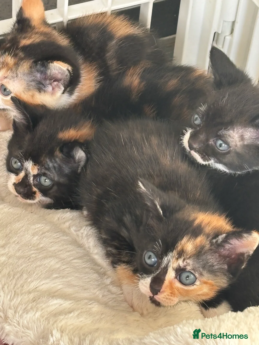 Domestic Shorthair cats for sale: Domestic kittens - Advert 9