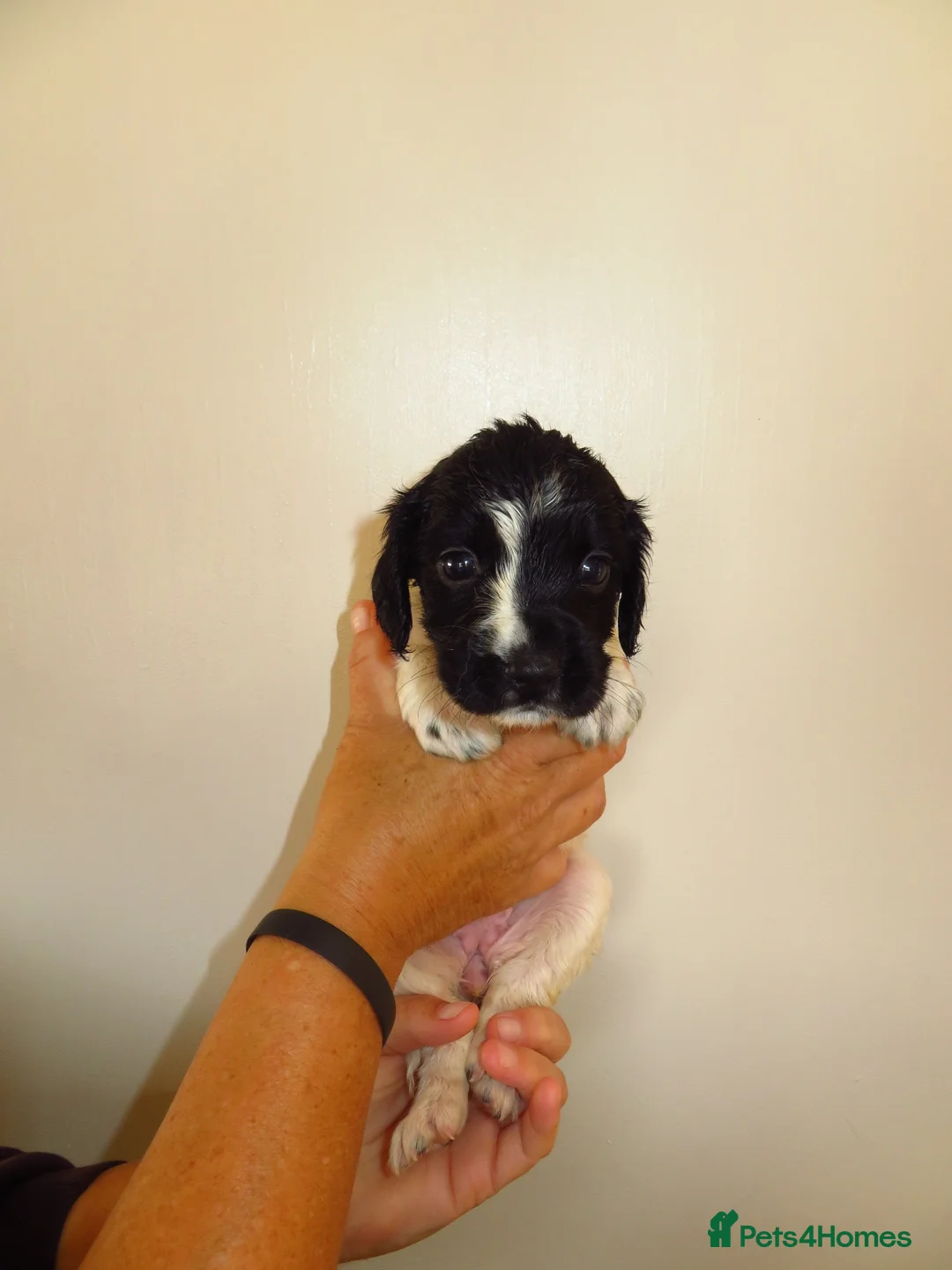 Cocker Spaniel dogs for sale: Cocker spaniel puppies 🐶 🐾 - Advert 8