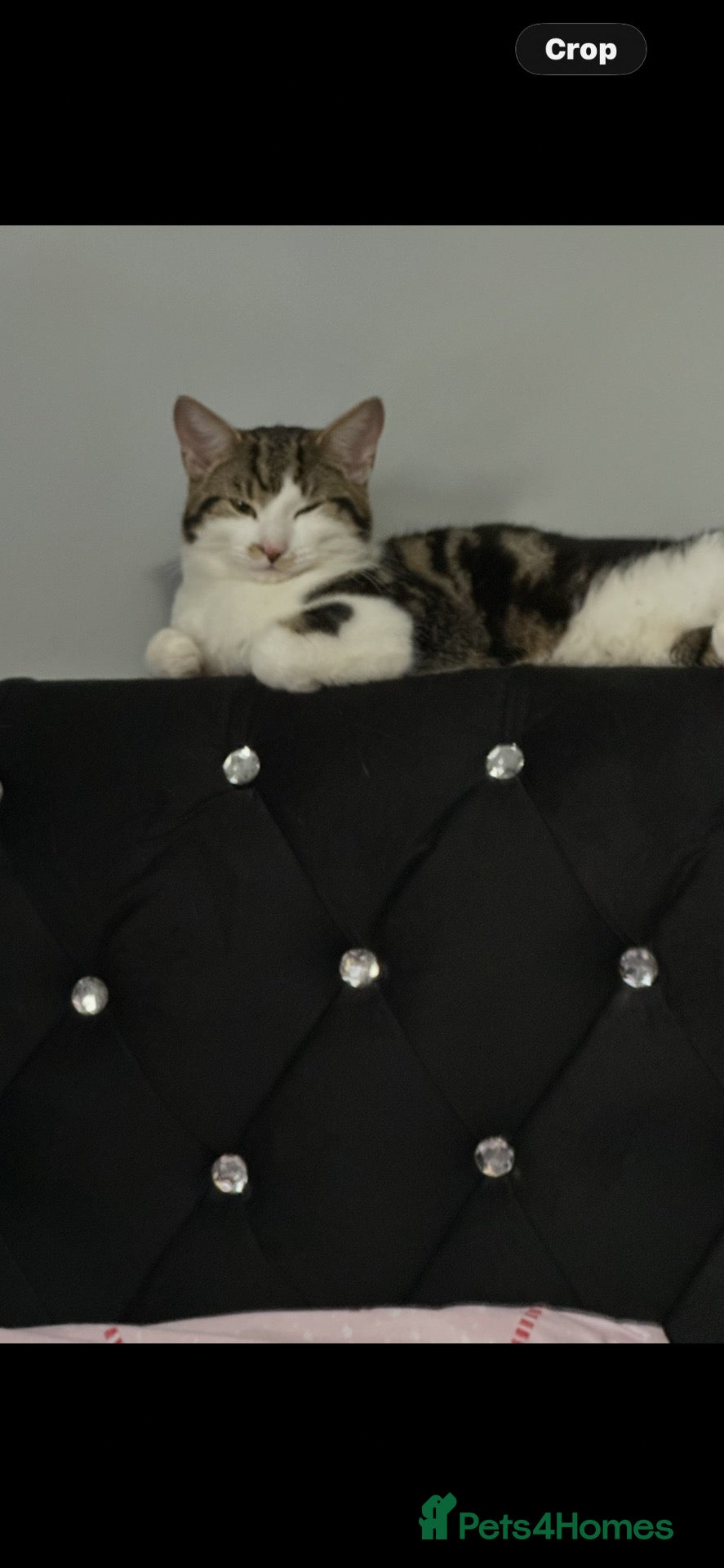 Mixed Breed cats Boy cat 1 year old free  - Advert 1