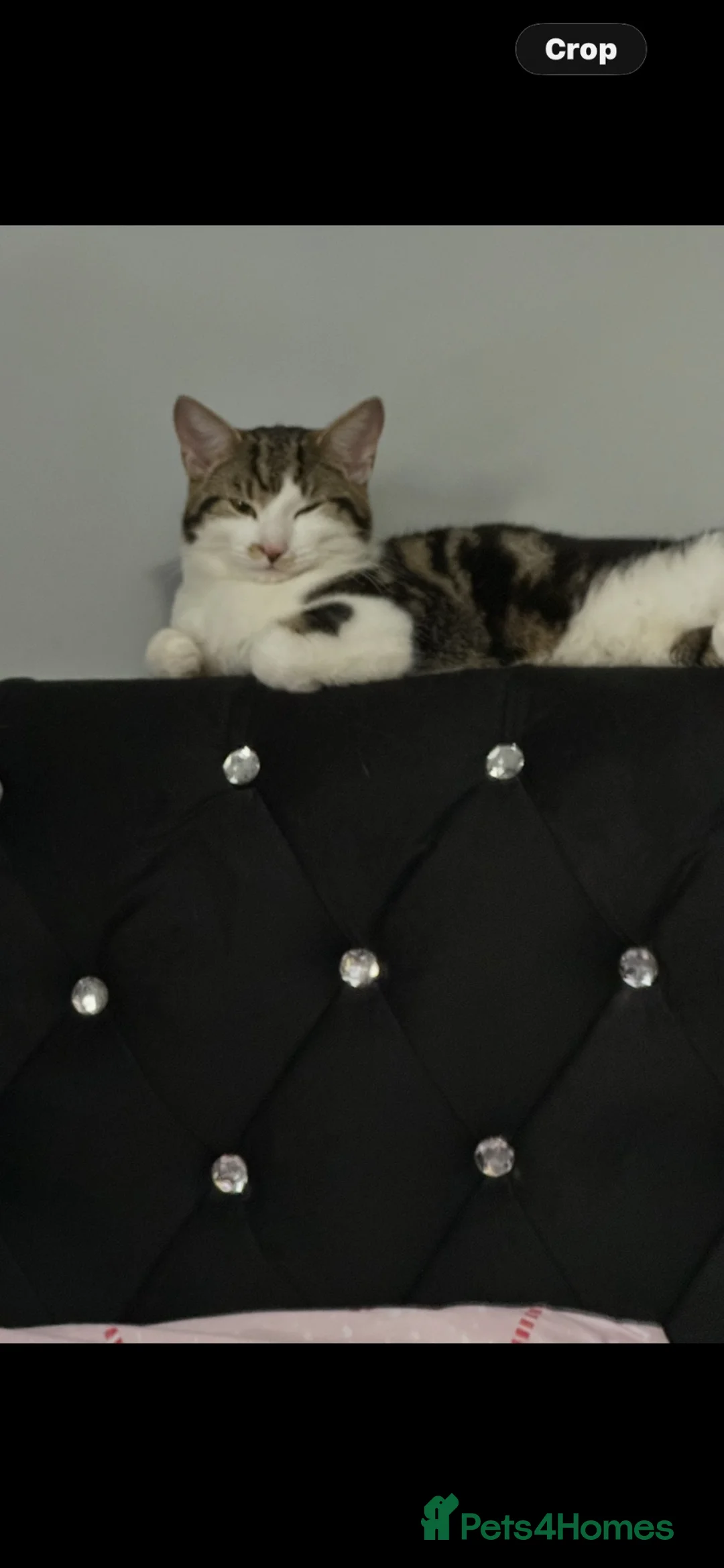 Mixed Breed cats for sale: Boy cat 1 year old free  in Stevenage - Advert 1