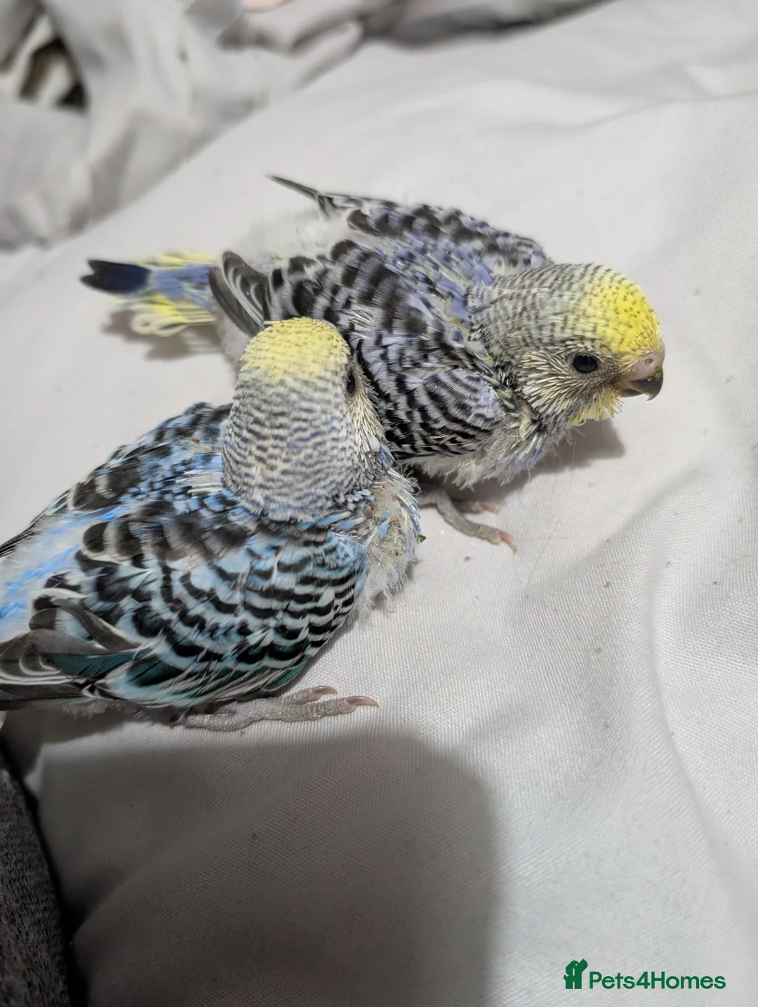 Budgerigars birds for sale: Baby budgies  - Advert 3