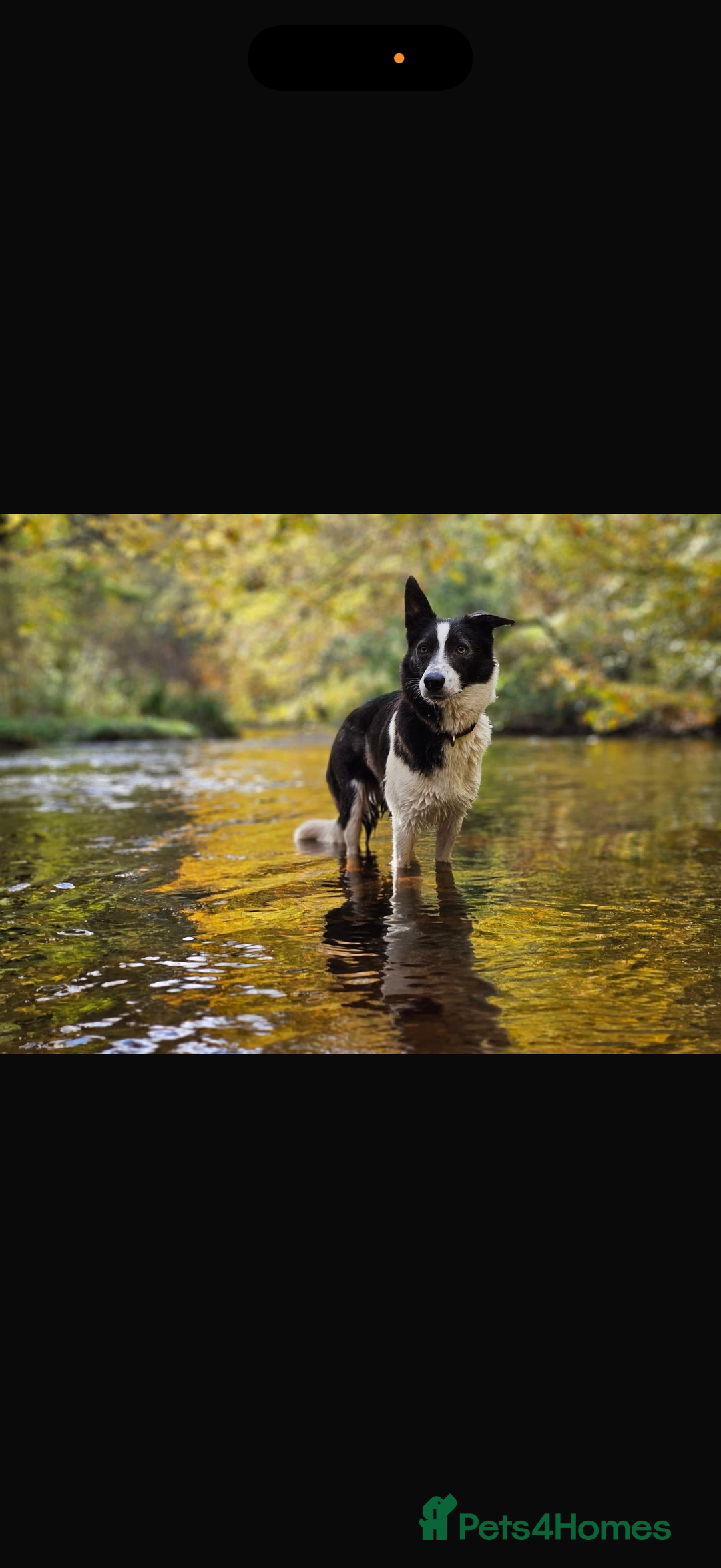 Border Collie dogs for sale: 10 amazing puppies - Advert 21