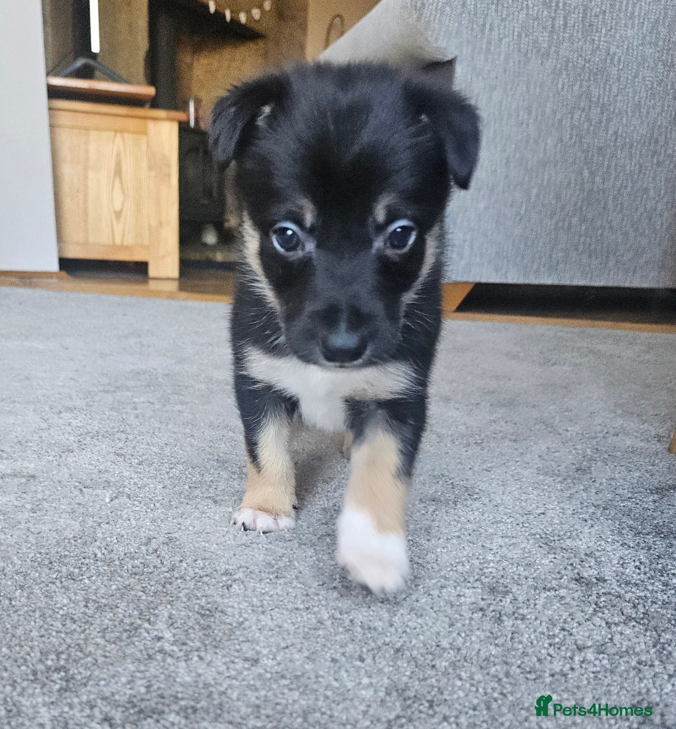 Border Collie dogs 🔥Unique tri border collie pups 🔥 - Advert 2