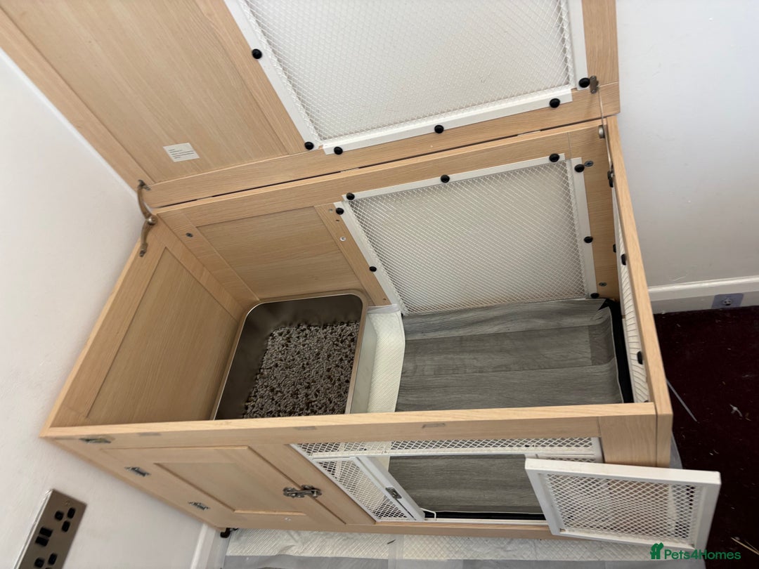 Mixed Breed rabbits for sale: Indoor Rabbit Plus Full Set Up/Etc. For Sale - Advert 7