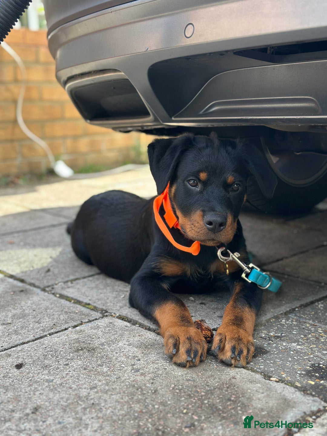 Rottweiler dogs for sale: 1 boy 5 months Rottweiler pup - Image 7