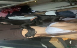 Mixed Breed dogs for sale: Beautiful lab/staffy male  - Image 4
