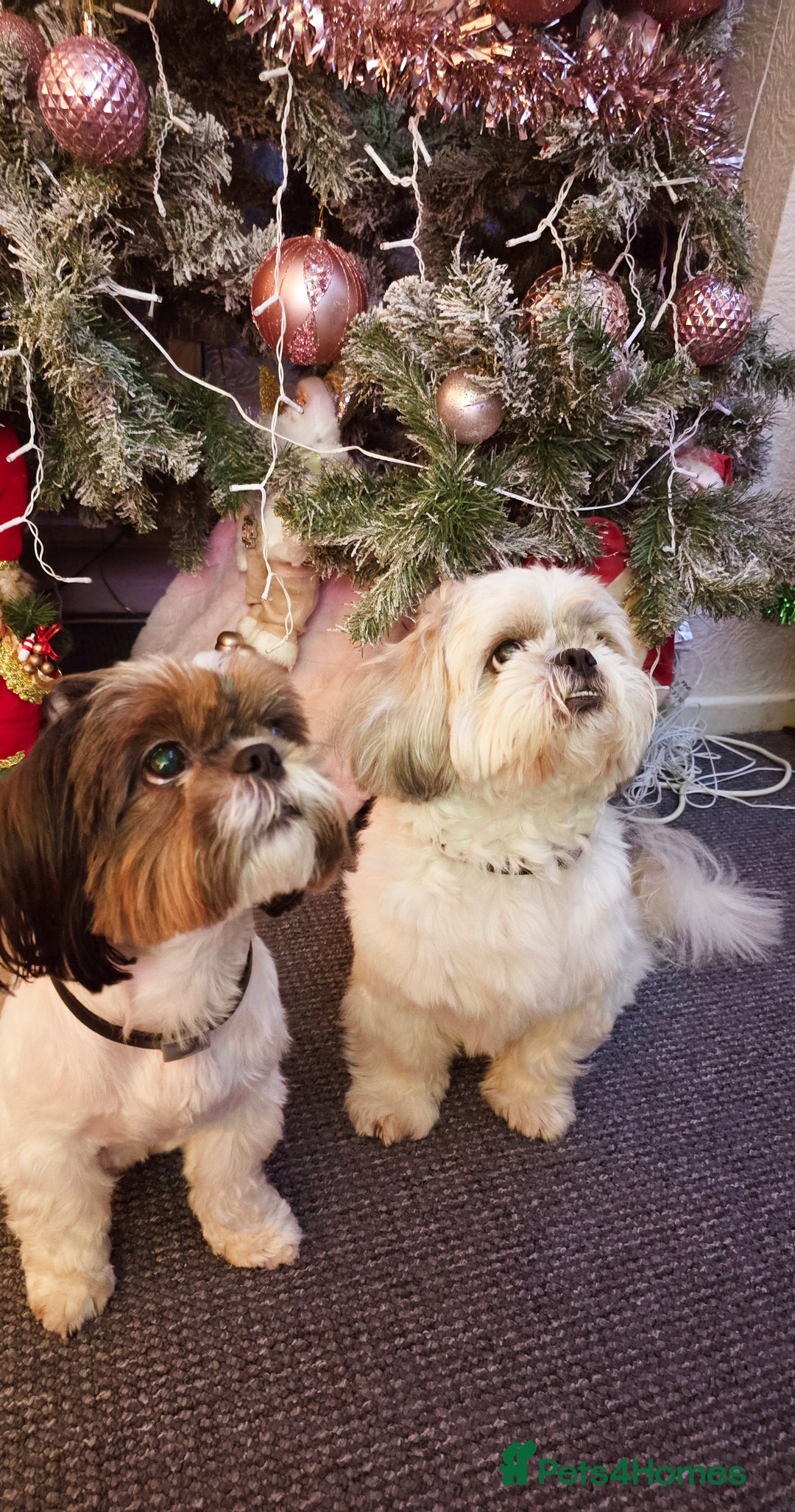 Shih Tzu dogs for sale: Shih Tzu Male puppy for sale - Advert 12