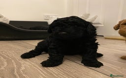 Toy Poodle dogs for sale: Stunning toy poodles  - Advert 25