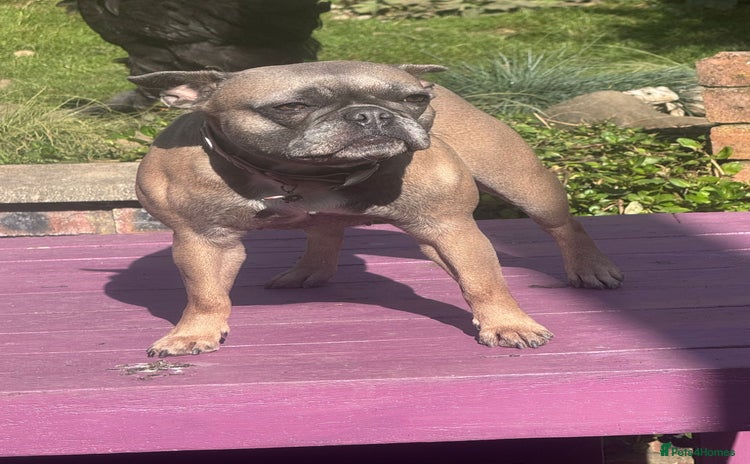 French Bulldog dogs - Advert 10