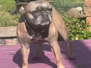 French Bulldog dogs - Advert 22