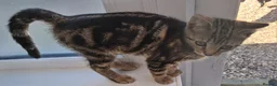 British Shorthair cats for sale: Two Tuxedo Males & 2 tabby females  - Advert 5