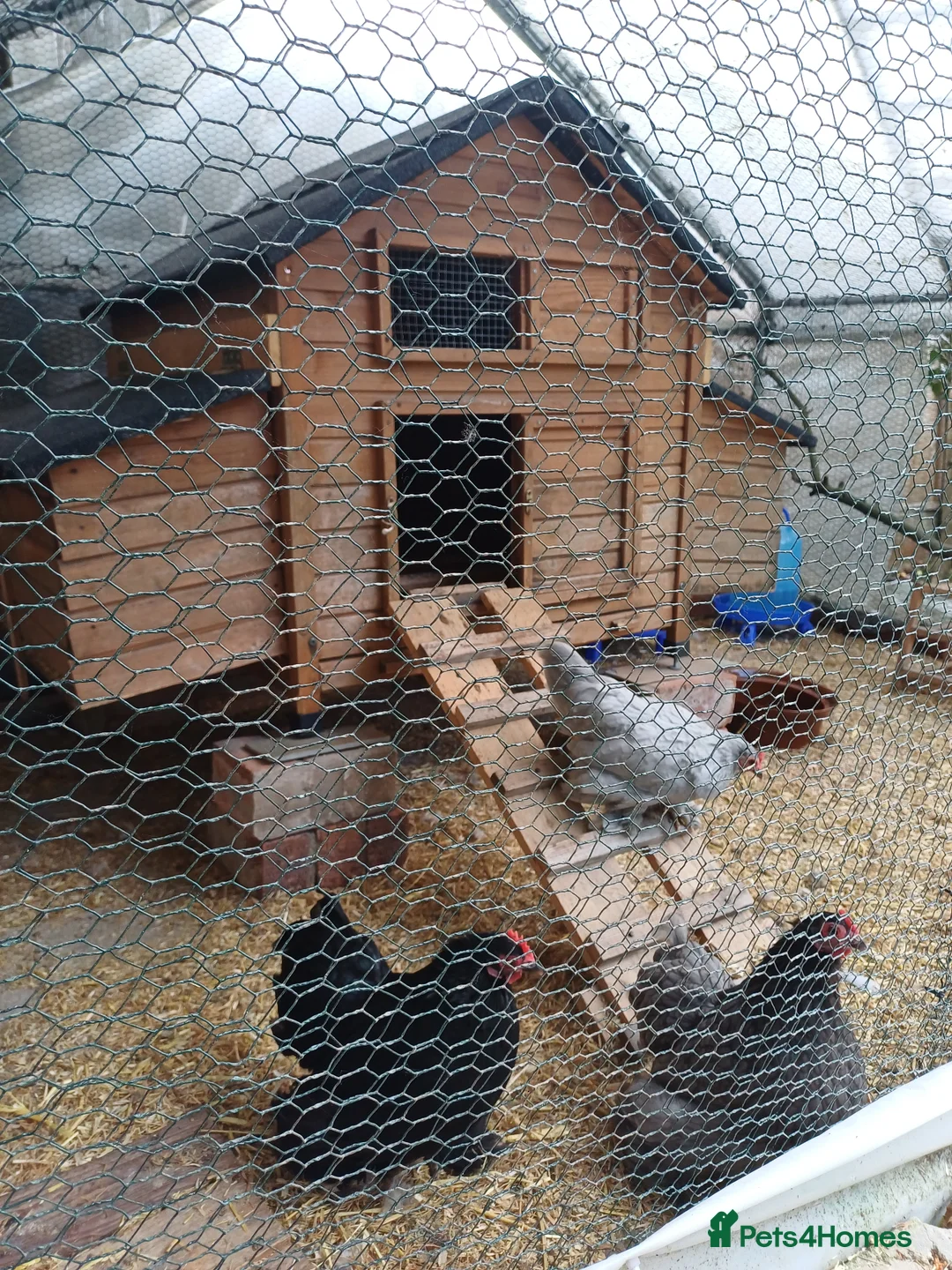 Chickens poultry for sale: 2 pekin bantam hens - Advert 2