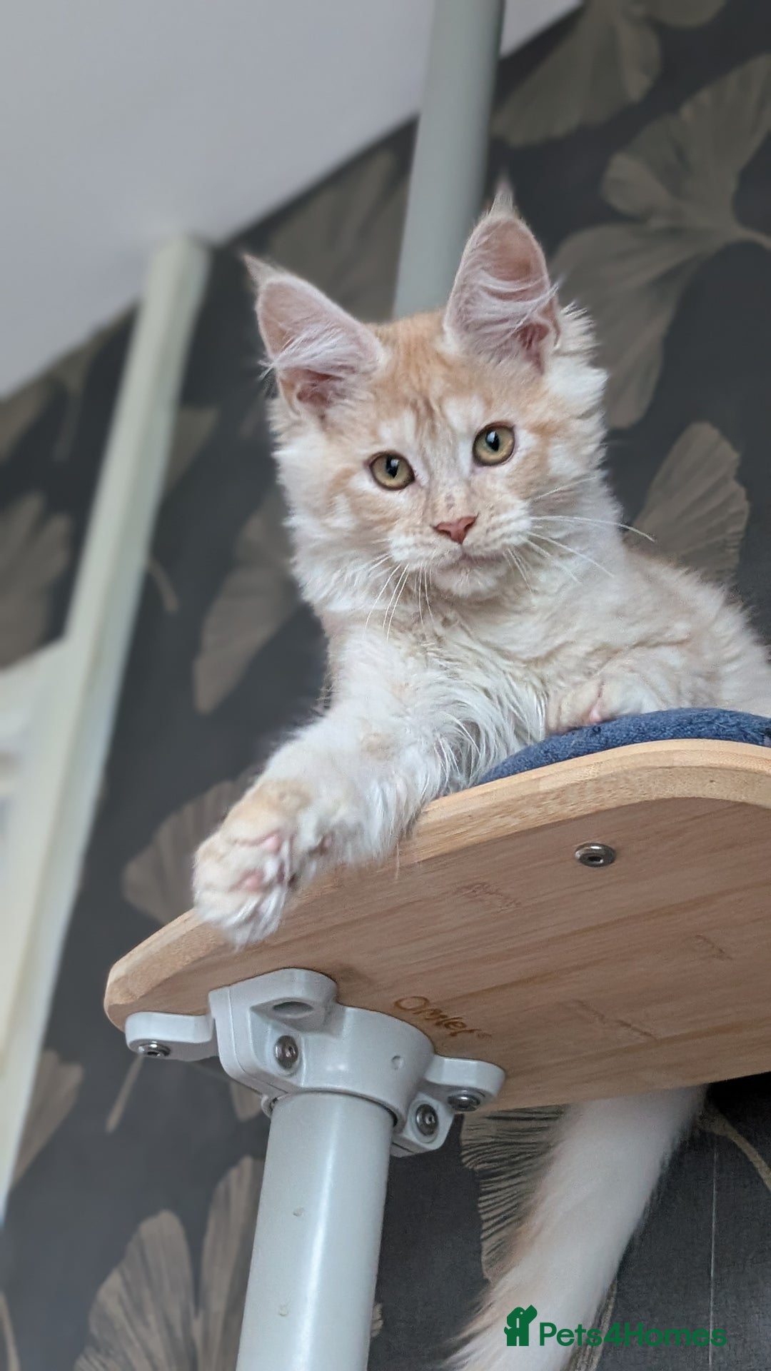 Maine Coon cats for sale: Pedigree, Tica registered kittens - Advert 8