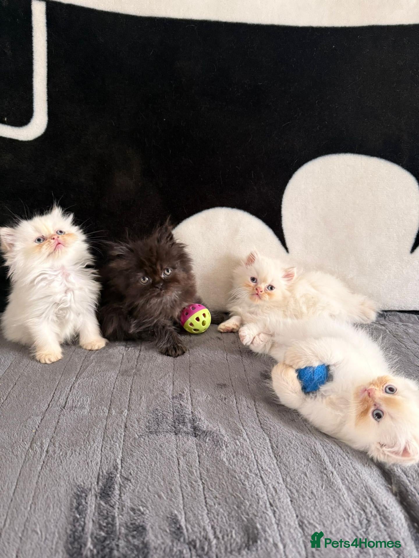 Persian cats ❗️SALE❗️ Persian kittens for sale 🥰 - Advert 1