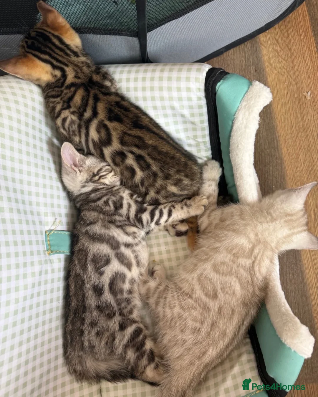 Bengal cats for sale: BEAUTIFUL BABY BENGALS FOR SALE  - Advert 39