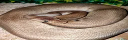 Python Snake reptiles for sale: Ball pythons  - Advert 6