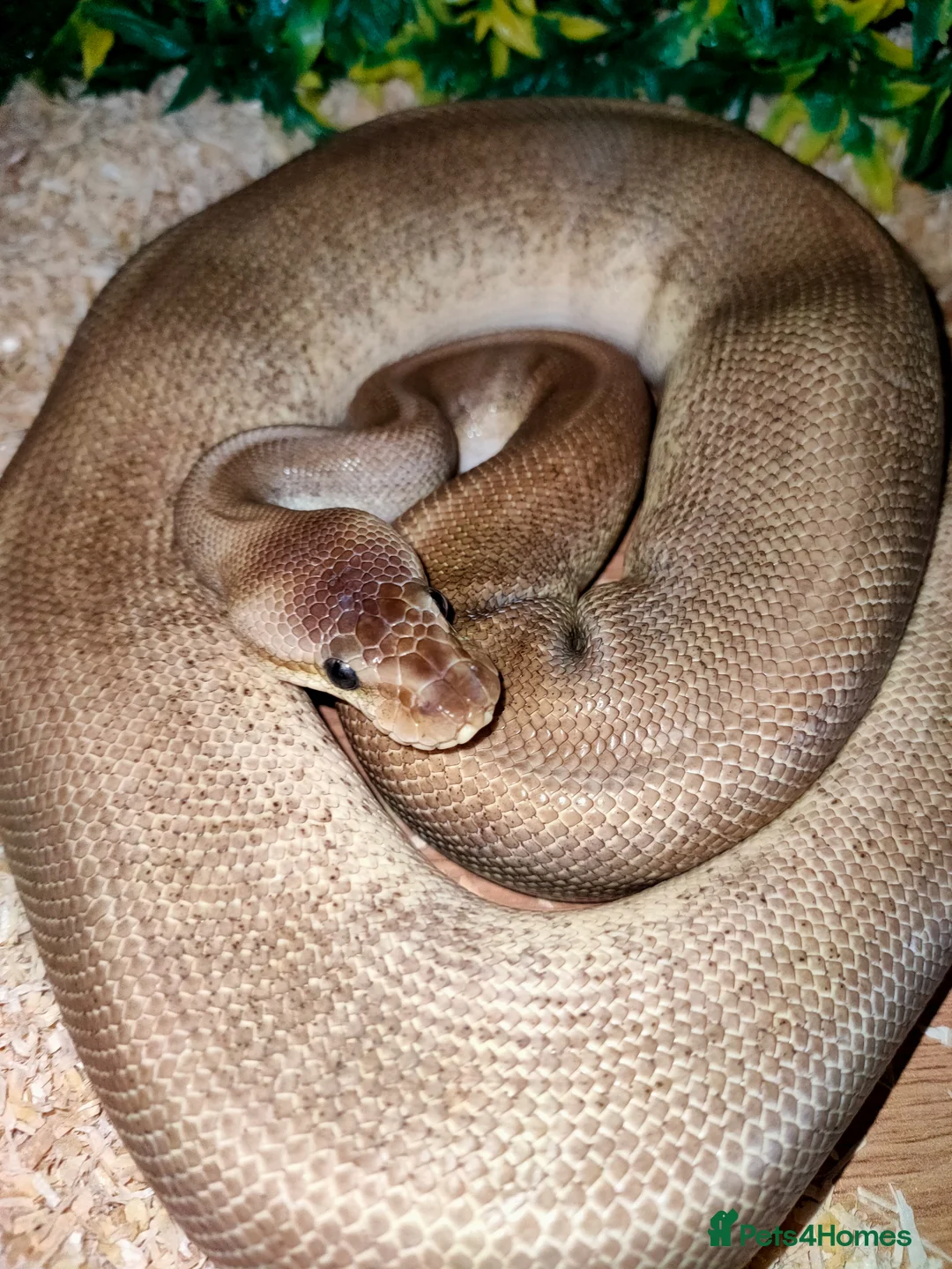 Python Snake reptiles for sale: Ball pythons  - Advert 6