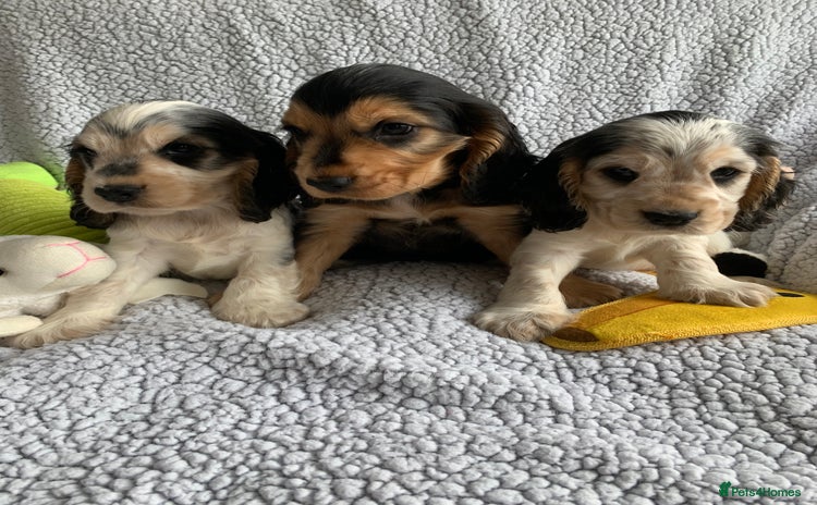 Cocker Spaniel dogs in Abergele - Advert 2