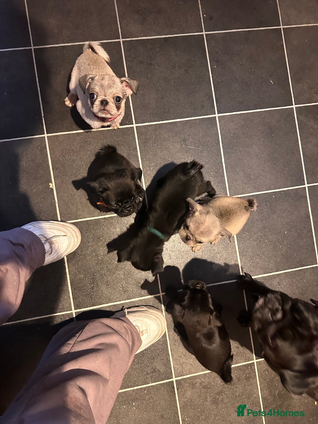 Pug dogs for sale: **Ready to go! 9 week old pug puppies** - Image 7