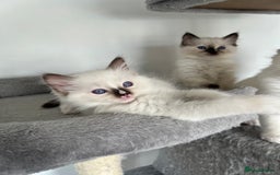 Ragdoll cats for sale: Registered Ragdoll kittens LAST GIRL HCM/PKD clear - Image 29