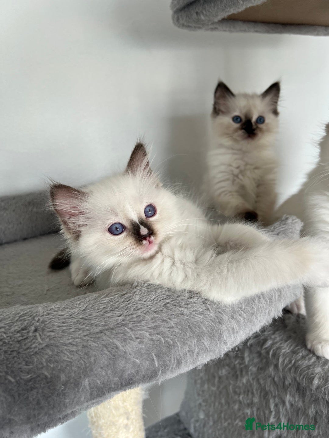 Ragdoll cats for sale: Registered Ragdoll kittens LAST GIRL HCM/PKD clear - Image 29