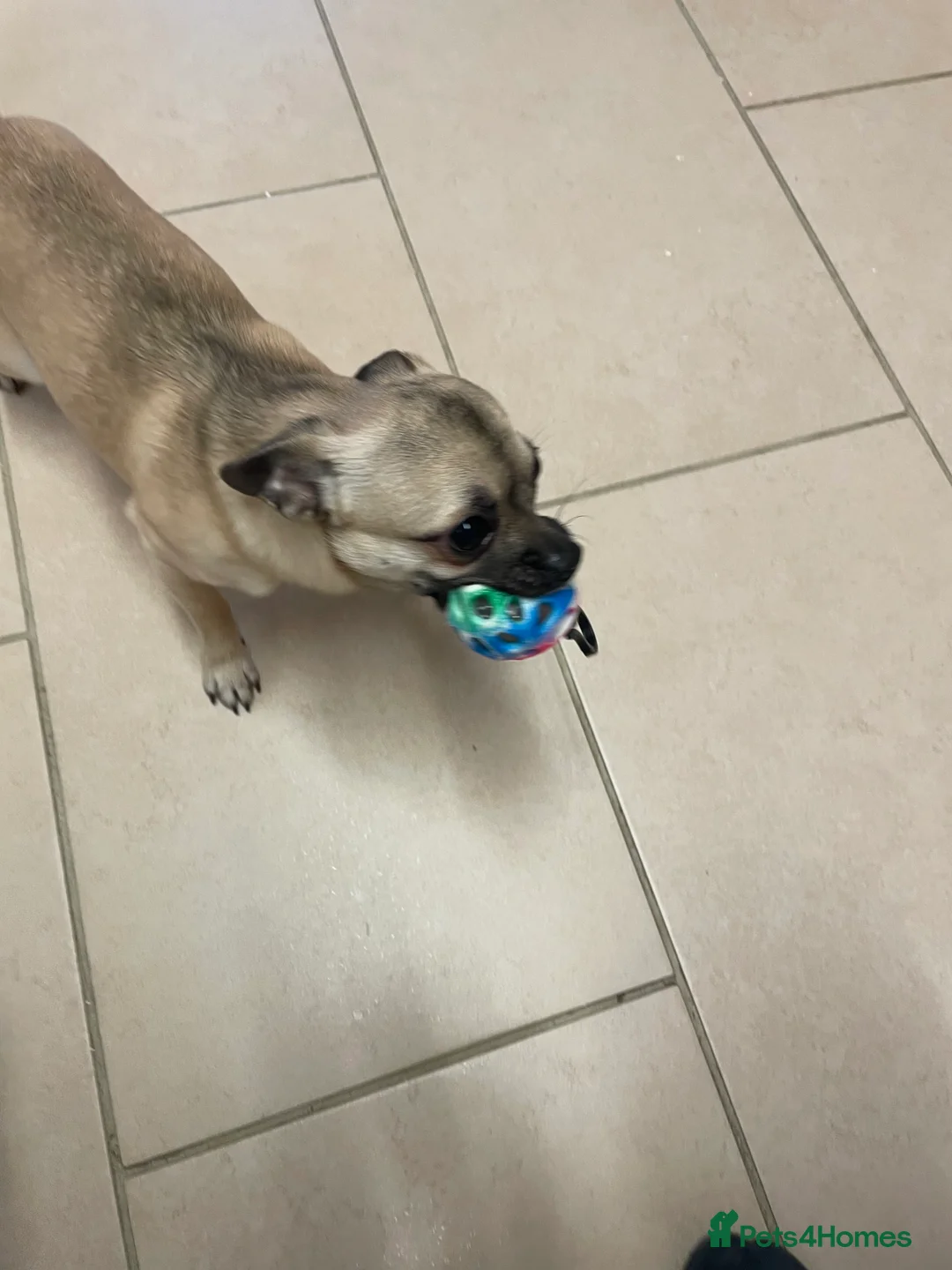 Chihuahua dogs for sale: chihuahua puppy  - Advert 2