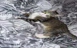 Mixed Breed cats for sale: Female playful tabby kitten  - Image 2